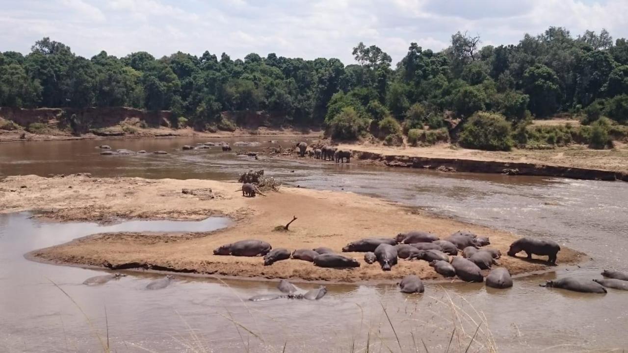 マサイマラ国立保護区 Hammerkop Migration Camp Bed & Breakfast エクステリア 写真