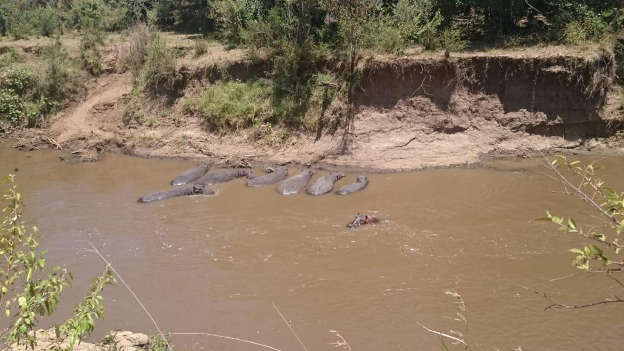 マサイマラ国立保護区 Hammerkop Migration Camp Bed & Breakfast エクステリア 写真